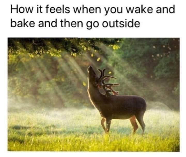 feels-wake-and-bake-and-then-go-outside