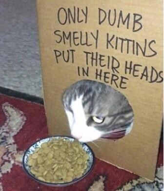 only-dumb-smelly-kittins-put-their-heads-here