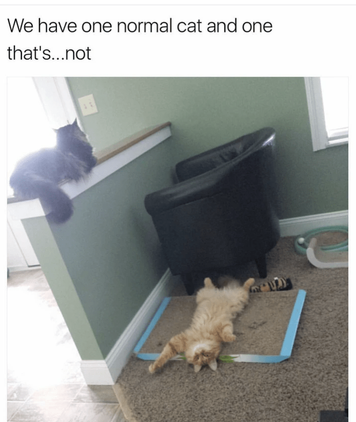 have-one-normal-cat-and-one-s-not