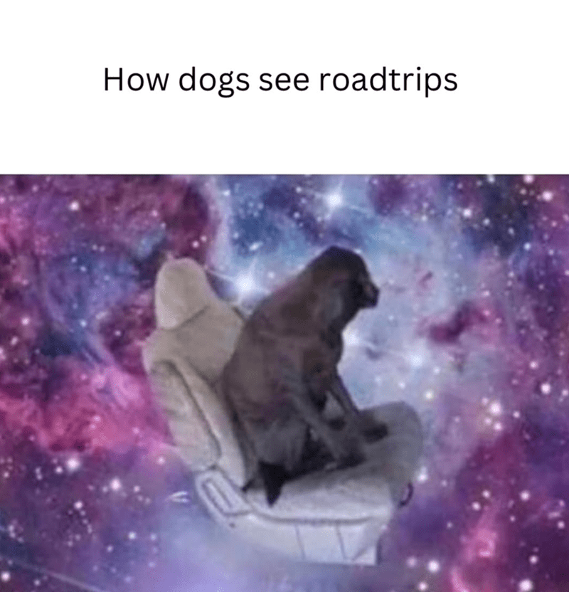 dogs-see-roadtrips