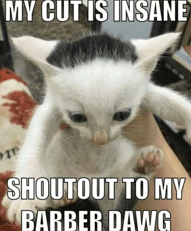 my-cut-is-insane-18-shoutout-my-barber-dawg