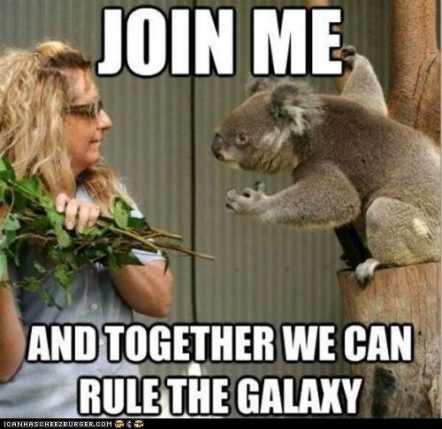 all-of-the-eucalyptus-leaves-will-belong-to-us