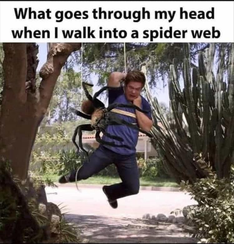 goes-through-my-head-walk-into-spider-web