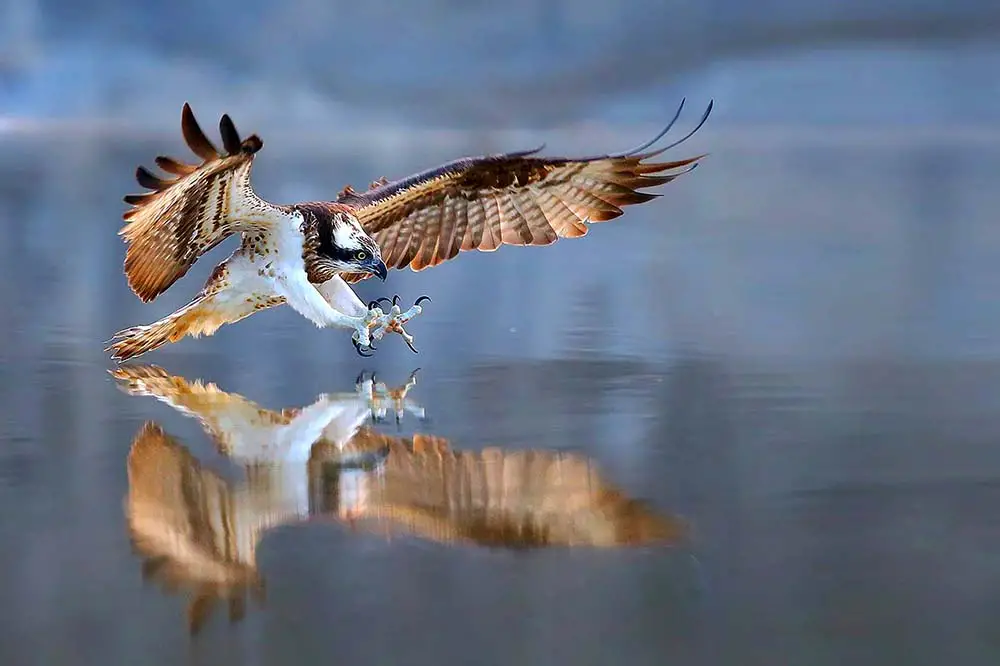 Western-Osprey-Wang-LiQiang.jpg