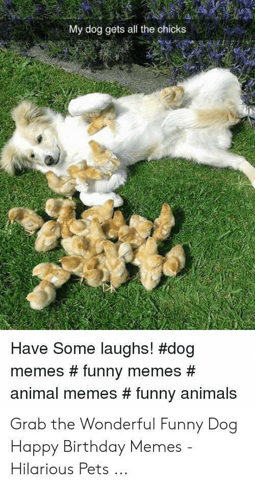 my-dog-gets-all-the-chicks-have-some-laughs-dog-49439048.png