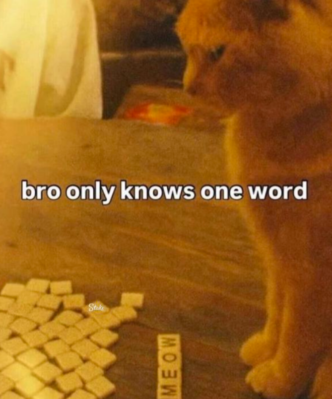bro-only-knows-one-word-stake-meow