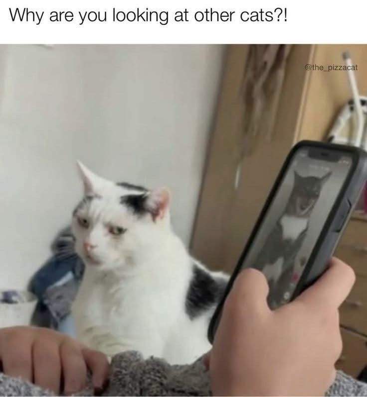 why-are-looking-at-other-cats-the_pizzacat