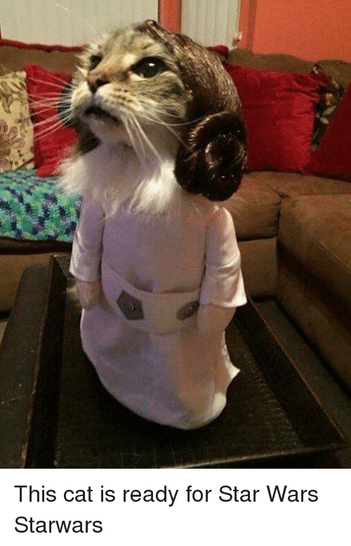 this-cat-is-ready-for-star-wars-starwars-230346.png