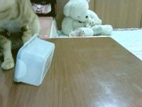 open-dis-fur-meh-pleez