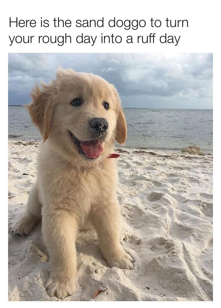 here-is-sand-doggo-turn-rough-day-into-ruff-day