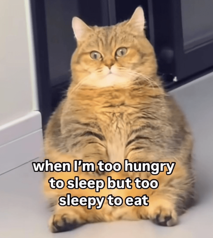 too-hungry-sleep-but-too-sleepy-eat