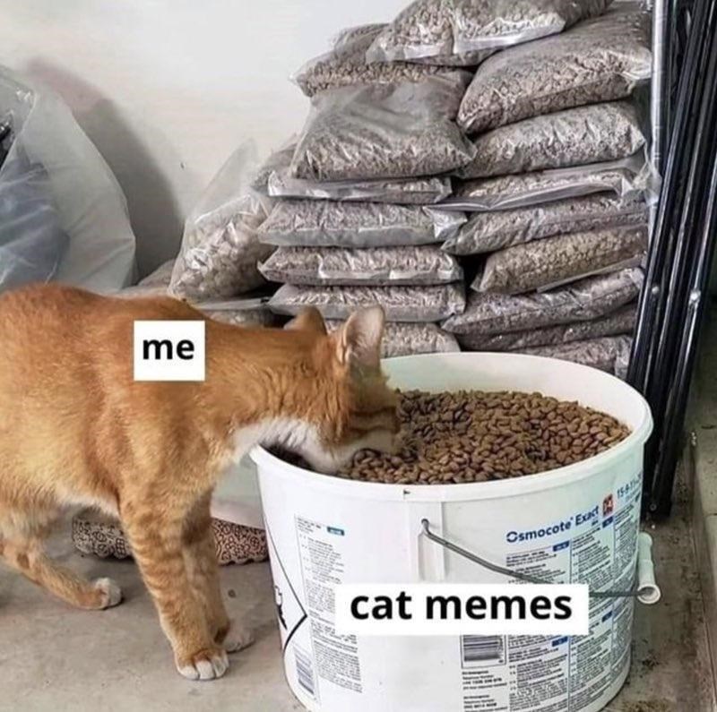 osmocote-exa-cat-memes-154-11