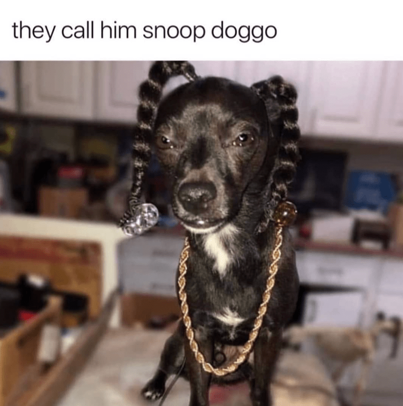 they-call-him-snoop-doggo