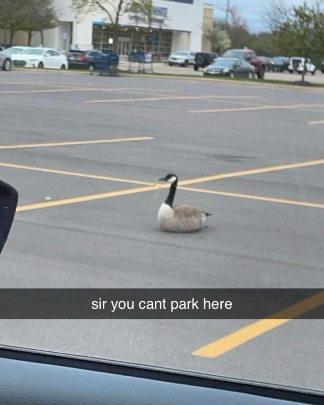 sir-cant-park-here