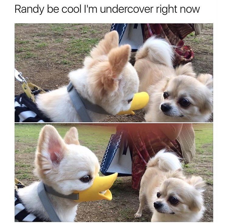 randy-be-cool-undercover-right-now