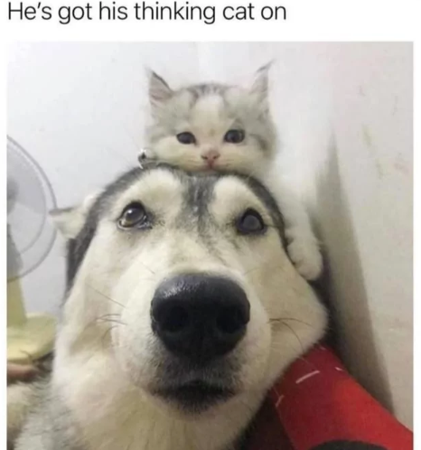 hes-got-his-thinking-cat-on