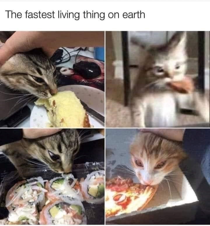 fastest-living-thing-on-earth