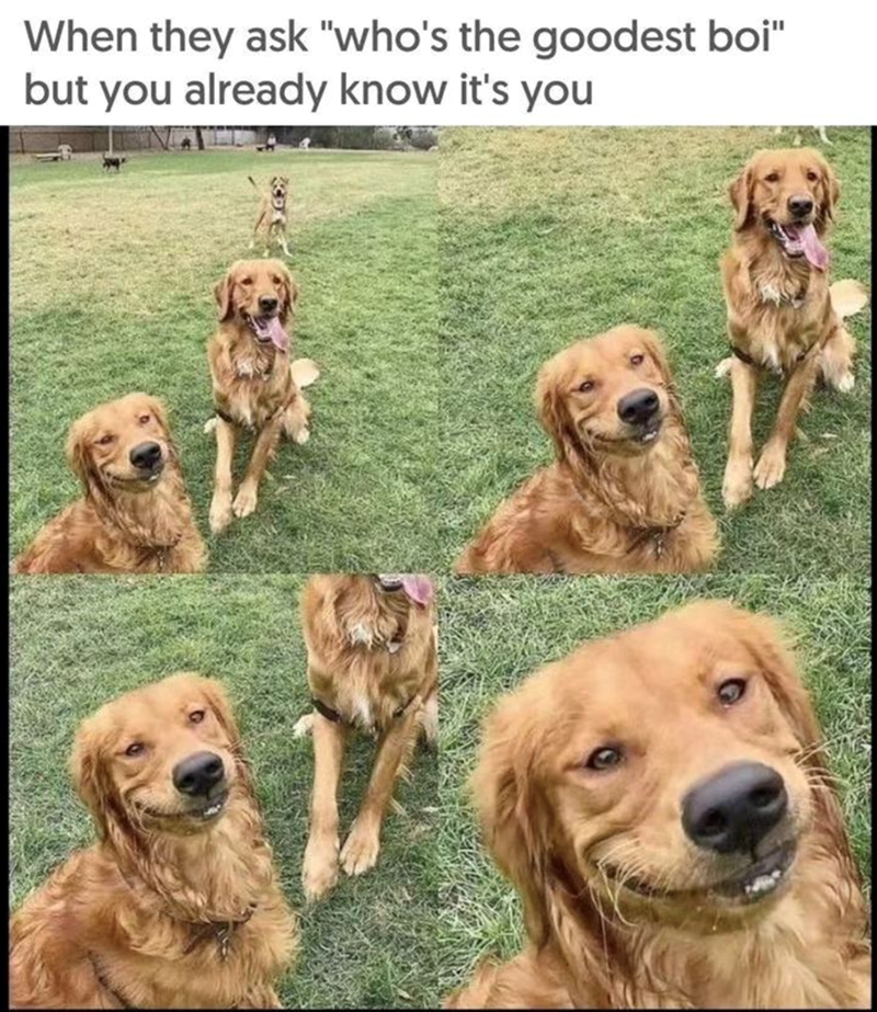 they-ask-whos-goodest-boi-but-already-know-s