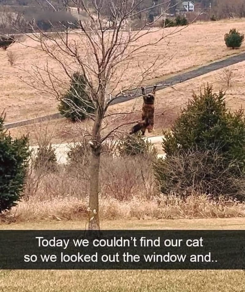 today-couldnt-find-our-cat-so-looked-out-window-and