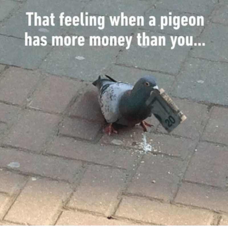 feeling-pigeon-has-more-money-than-20