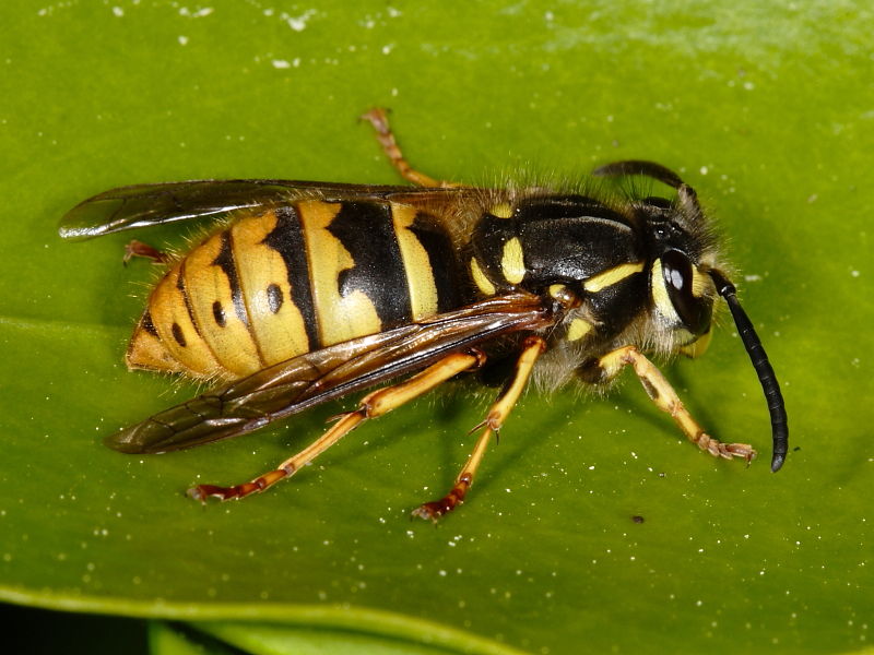common_wasp_8917.jpg