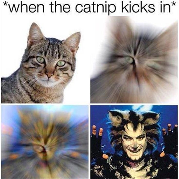 catnip-kicks