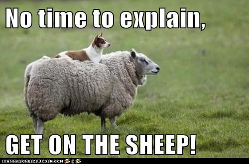 no-time-to-explain-get-on-the-sheep