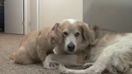 see-what-i-put-up-with