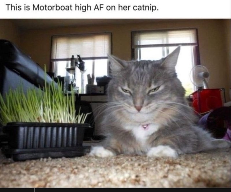this-is-motorboat-high-af-on-her-catnip