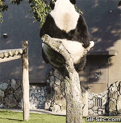 fat-panda-breaks-tree