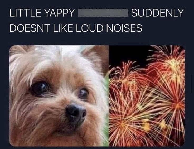 suddenly-little-yappy-doesnt-like-loud-noises