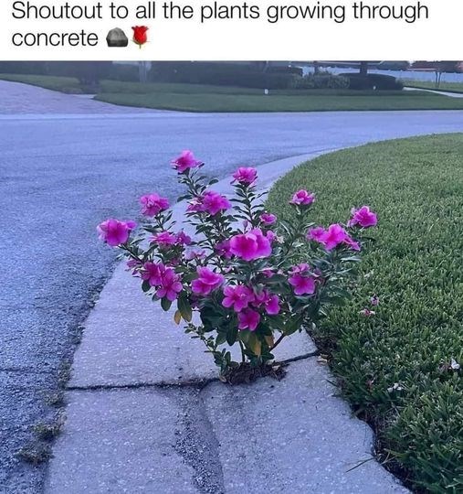 shoutout-all-plants-growing-through-concrete
