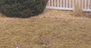 rabbit-duel