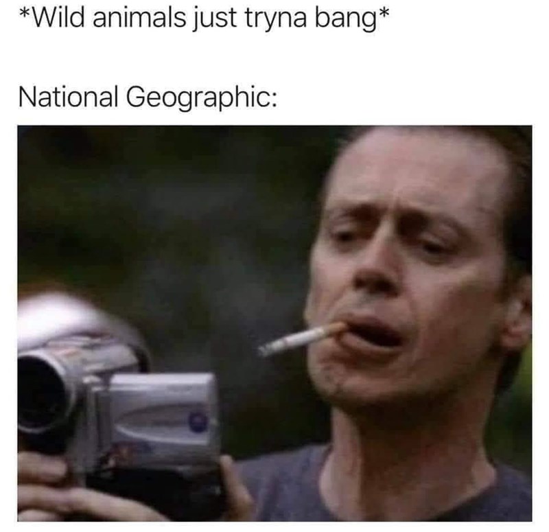 wild-animals-just-tryna-bang-national-geographic