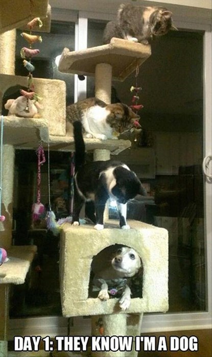 caught-up-a-cat-tree