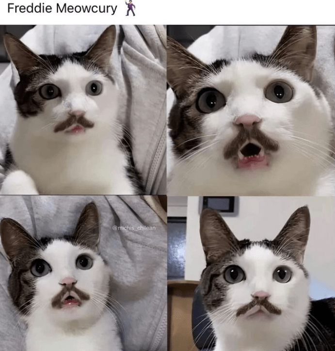 freddie-meowcury-michis-chilean