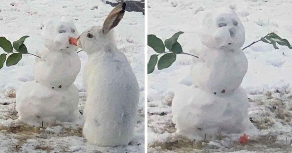 bunny-eats-snowman-carrot-nose-fb.png