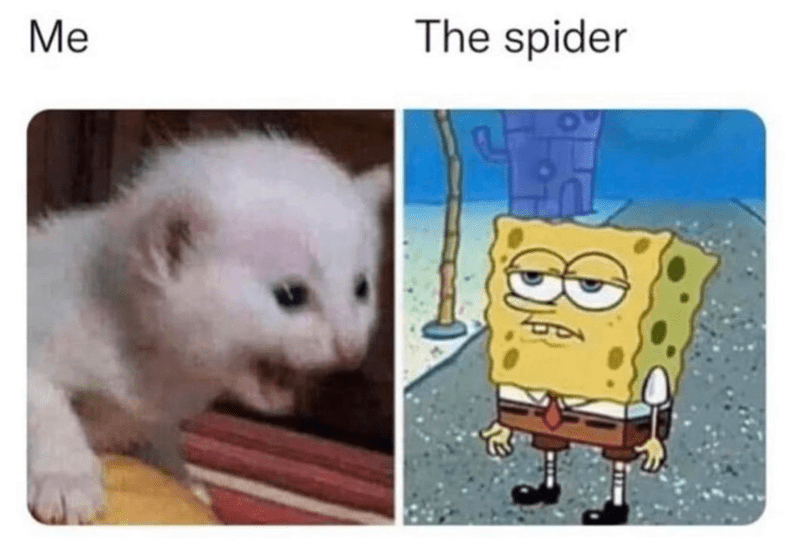 spider