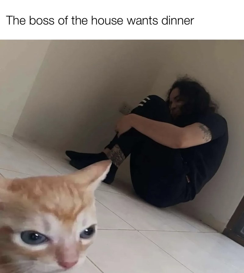 boss-house-wants-dinner