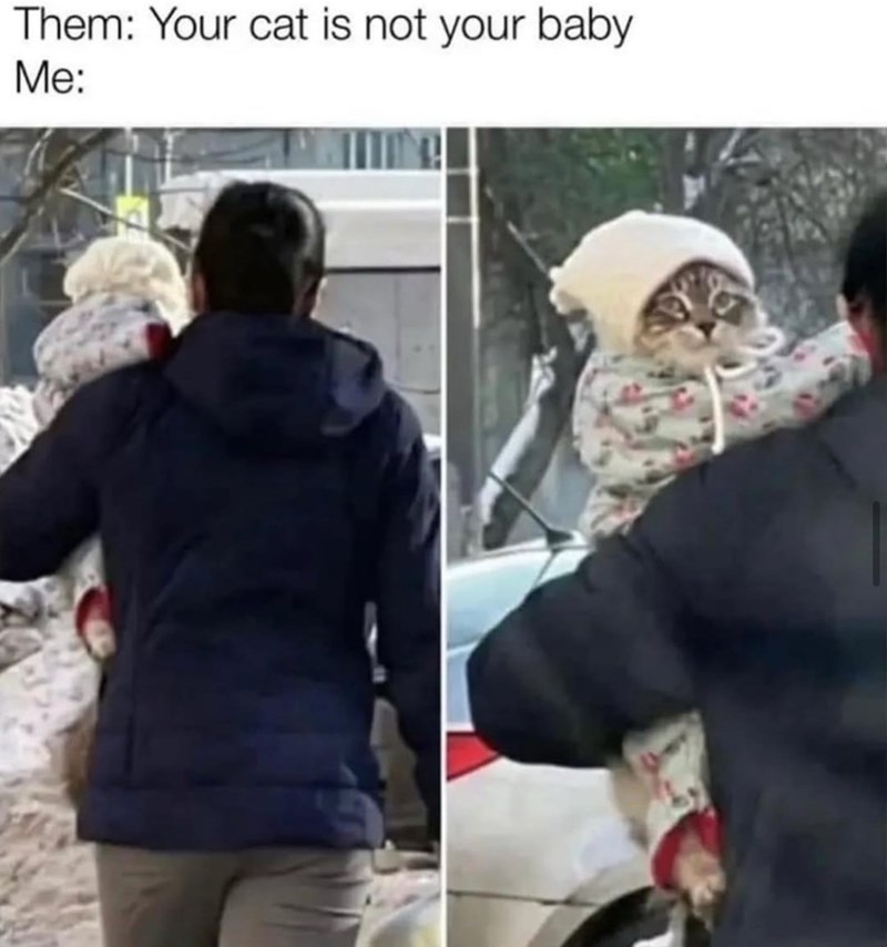 them-cat-is-not-baby