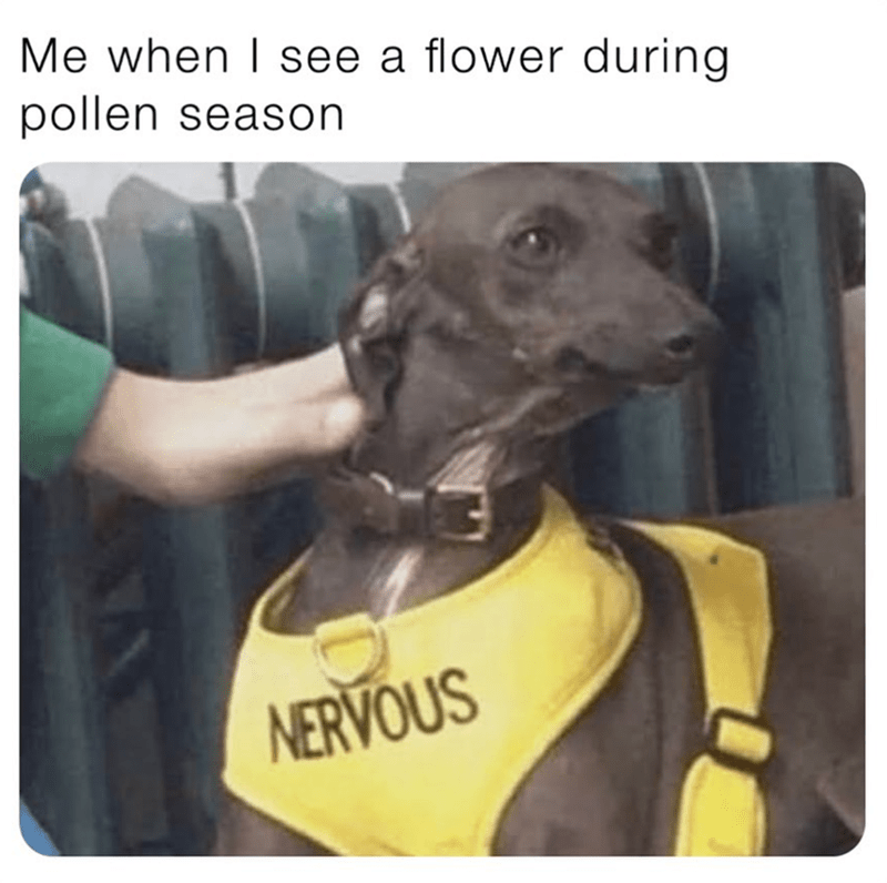 see-flower-during-pollen-season-nervous