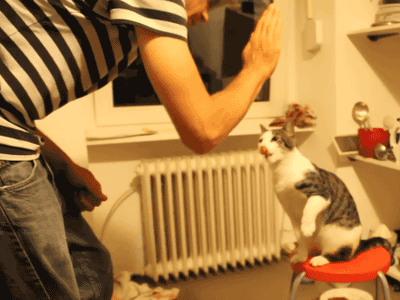 cool-high-five-ing-cat
