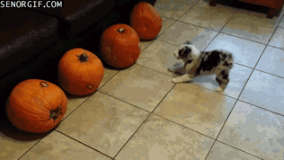 puppy-keeps-pumpkins-in-check