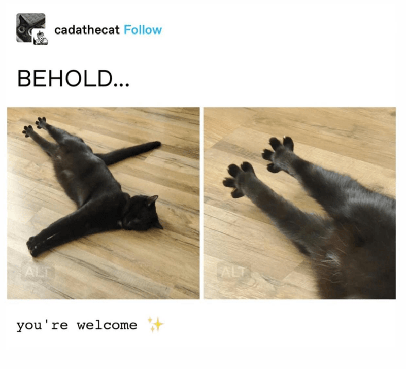cadathecat-follow-behold-alt-welcome-alt