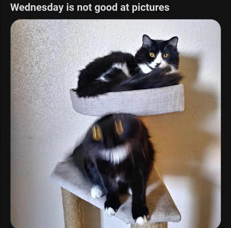 wednesday-is-not-good-at-pictures