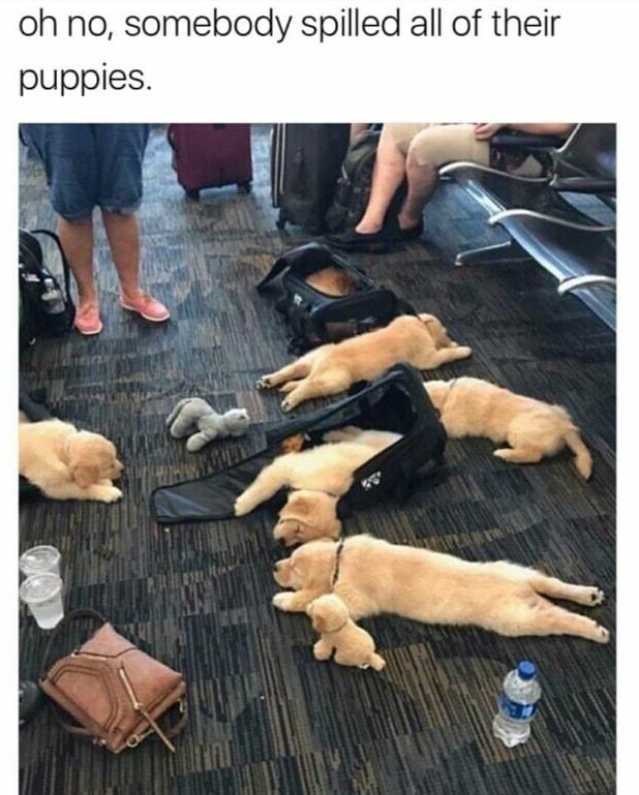 oh-no-somebody-spilled-all-their-puppies