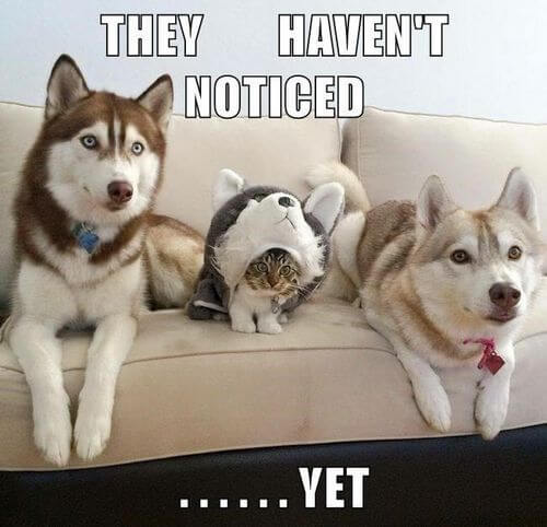 dog-and-cat-memes-35.jpg