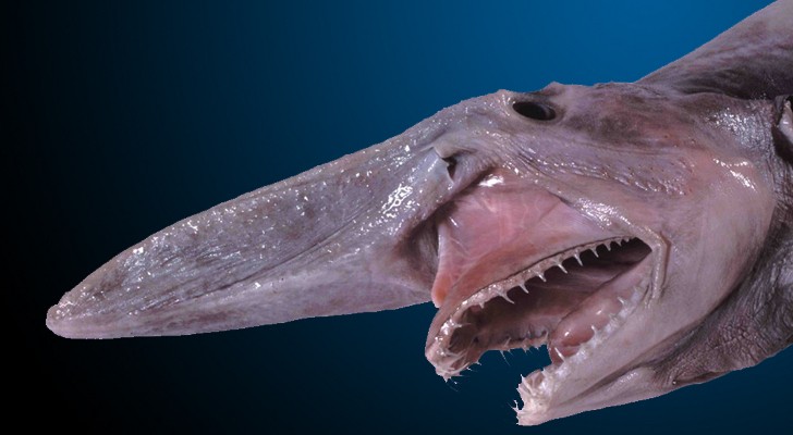 Goblin-Shark.jpg