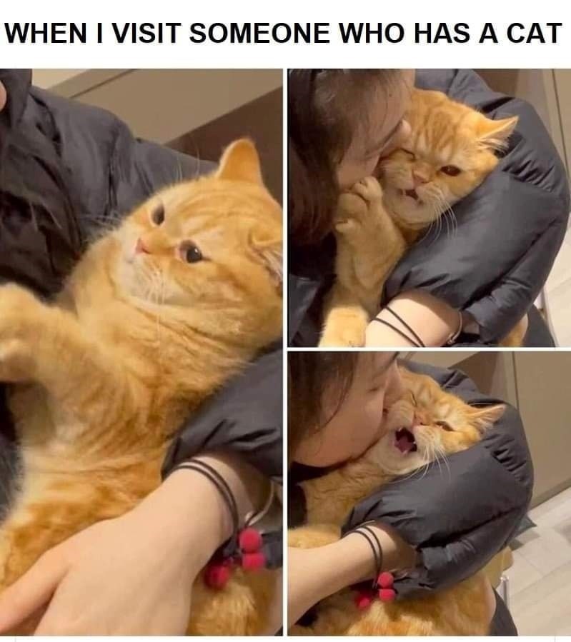visit-someone-who-has-cat