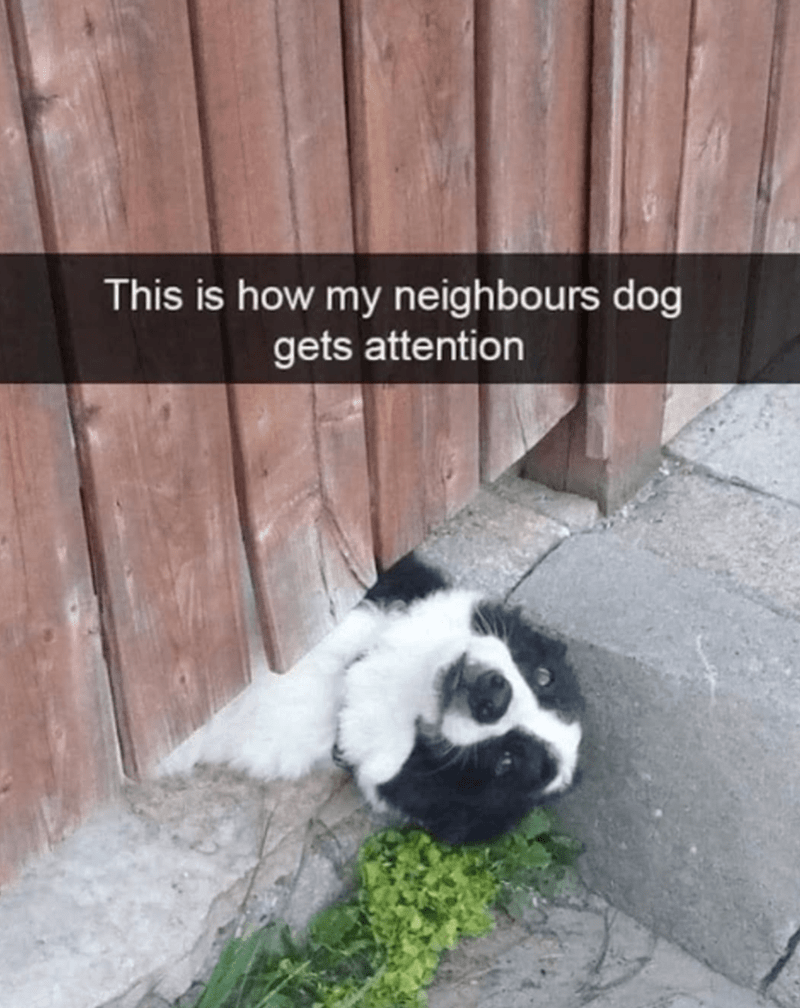 this-is-my-neighbours-dog-gets-attention